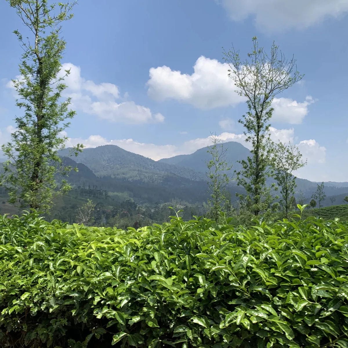 Pirates of Coffee Banyan Tree: Indonesia West Java Natural Filter Coffee Whole Bean Coffee Pirates Of Coffee