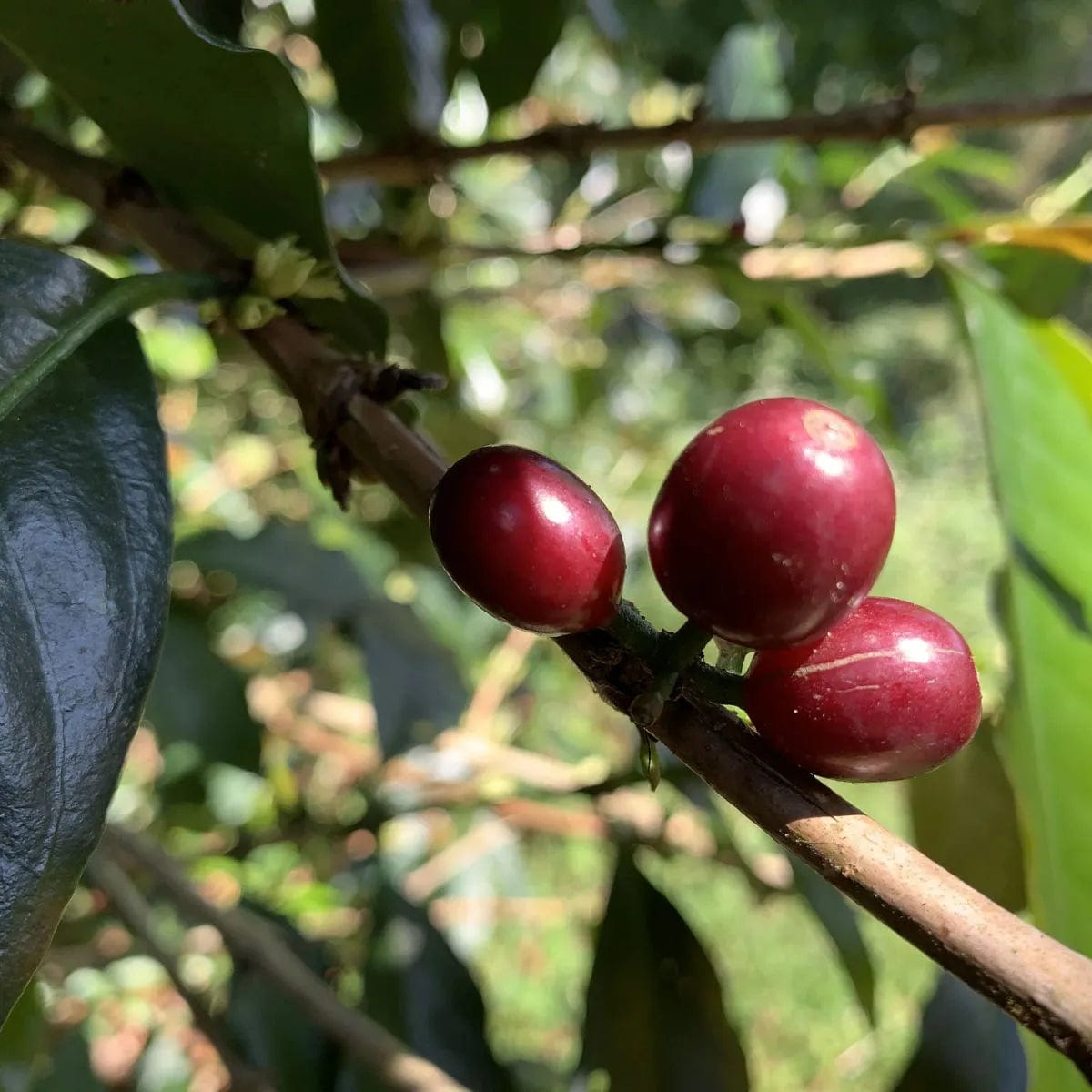 Pirates of Coffee Banyan Tree: Indonesia West Java Natural Filter Coffee Whole Bean Coffee Pirates Of Coffee