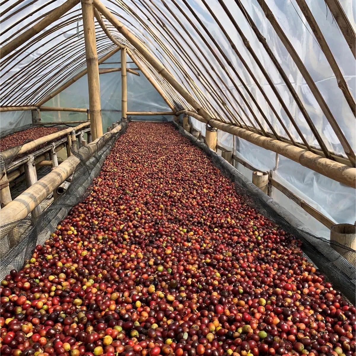 Pirates of Coffee Banyan Tree: Indonesia West Java Natural Filter Coffee Whole Bean Coffee Pirates Of Coffee