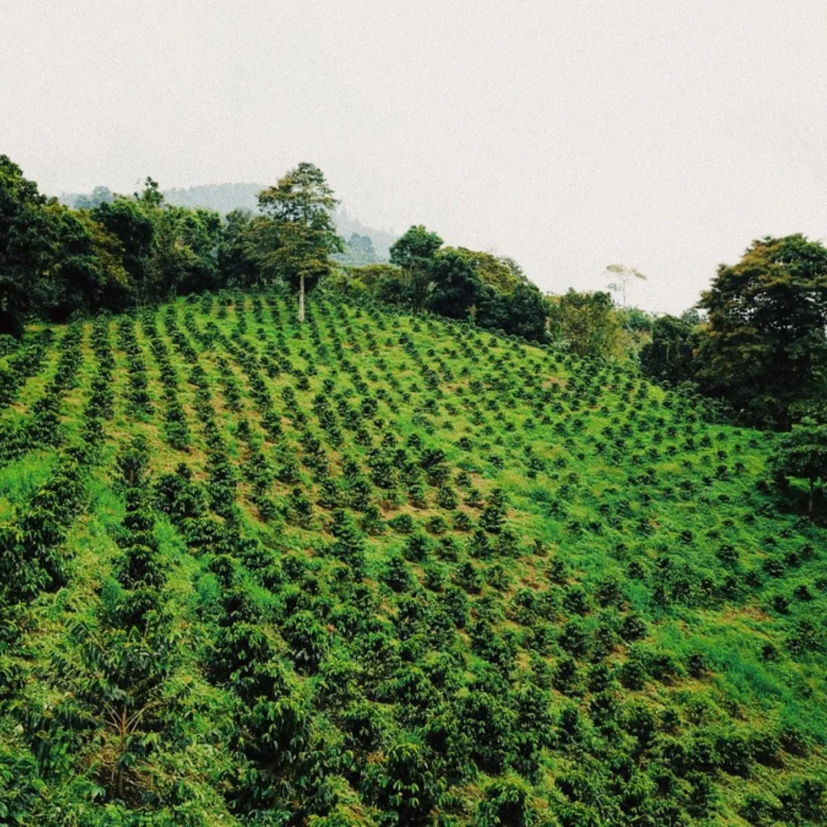 Pirates of Coffee Hadoken: Colombia Double Carbonic Maceration Filter Whole Bean Coffee Pirates Of Coffee