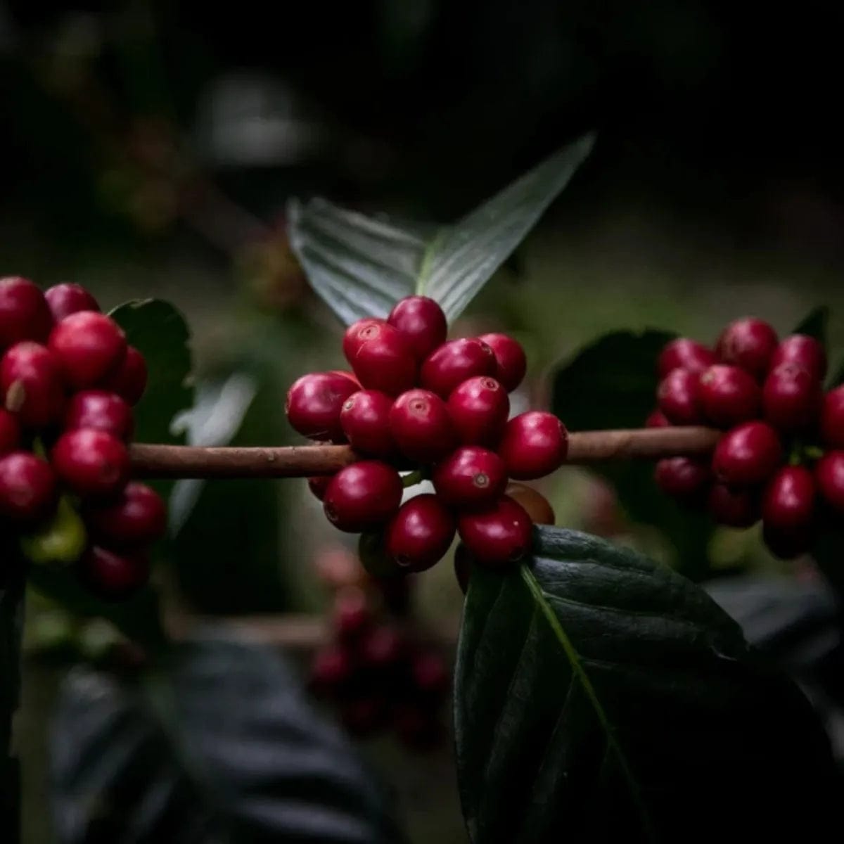 Pirates of Coffee Hadoken: Colombia Double Carbonic Maceration Filter Whole Bean Coffee Pirates Of Coffee