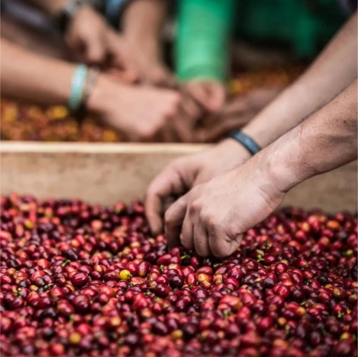 Pirates of Coffee Hadoken: Colombia Double Carbonic Maceration Filter Whole Bean Coffee Pirates Of Coffee